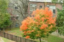 Fall foliage on the Fieldston campus